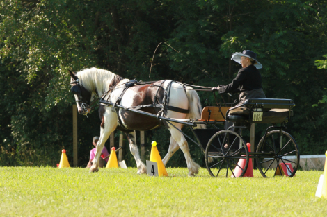 HorseID: 2311685 Pippin - PhotoID: 1096611