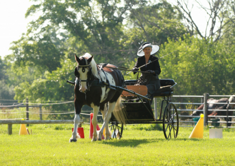 HorseID: 2311685 Pippin - PhotoID: 1096612