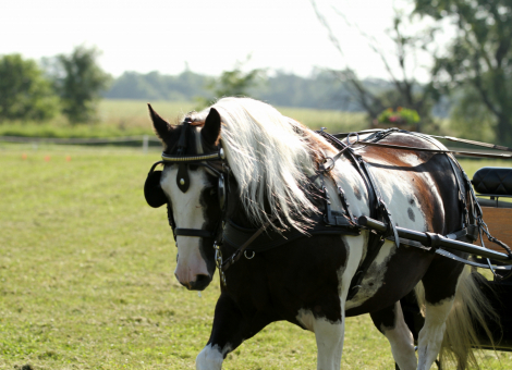 HorseID: 2311685 Pippin - PhotoID: 1096613