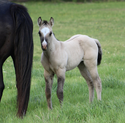 HorseID: 2311686 SHINING C DYNASTY - PhotoID: 1096614