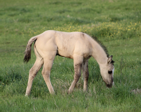 HorseID: 2311686 SHINING C DYNASTY - PhotoID: 1096615