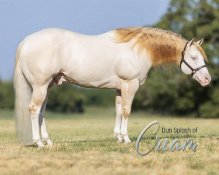 HorseID: 2311686 SHINING C DYNASTY - PhotoID: 1096616