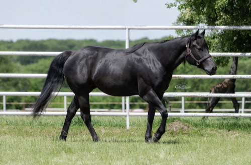 HorseID: 2311686 SHINING C DYNASTY - PhotoID: 1096617