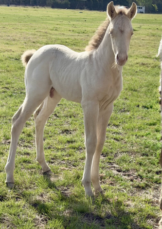 HorseID: 2311688 2026 Champagne weanling.  AQHA registered name is - PhotoID: 1096618