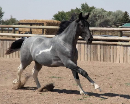 HorseID: 2311689 THOR - PhotoID: 1096619