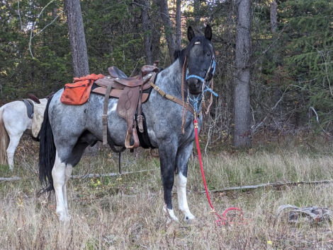 HorseID: 2311689 THOR - PhotoID: 1096620