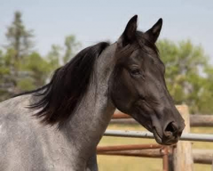 HorseID: 2311689 THOR - PhotoID: 1096621