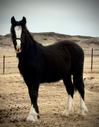 HorseID: 2311690 Rhinestone Cowboy - PhotoID: 1096622