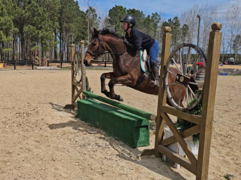 HorseID: 2311691 Rule the blues - PhotoID: 1096626