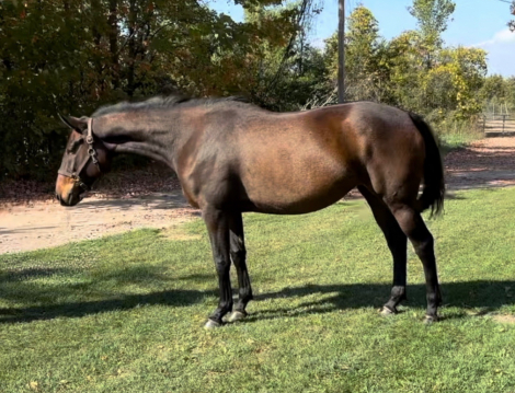 HorseID: 2311692 Derry’s Sea Breeze BVS - PhotoID: 1096627