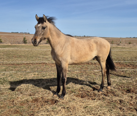 HorseID: 2311694 Don Galante - PhotoID: 1096628