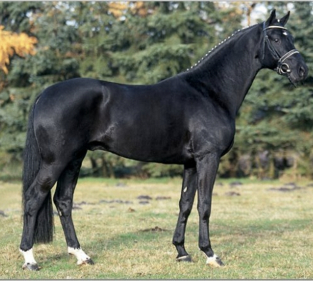 HorseID: 2311694 Don Galante - PhotoID: 1096629