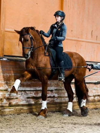 HorseID: 2311703 BDF Eclipse - PhotoID: 1096631