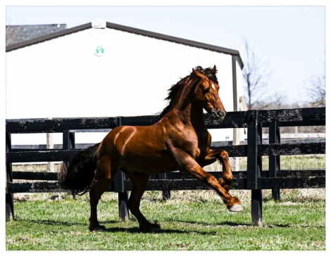 HorseID: 2311703 BDF Eclipse - PhotoID: 1096632