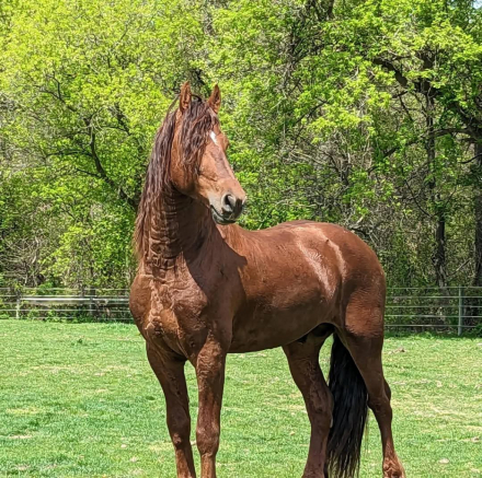 HorseID: 2311703 BDF Eclipse - PhotoID: 1096633