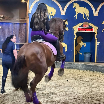 HorseID: 2311703 BDF Eclipse - PhotoID: 1096634