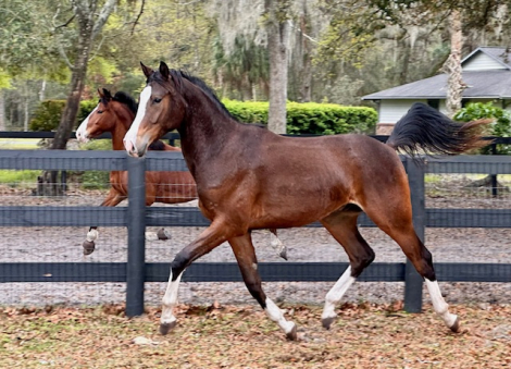 HorseID: 2311709 Top Gun PVF - PhotoID: 1096636