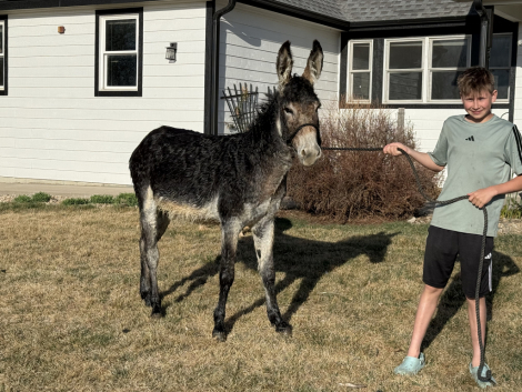 HorseID: 2311711 Jack Mule 3 Years Old - PhotoID: 1096637