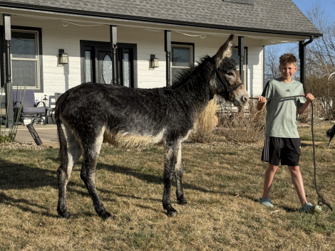 HorseID: 2311711 Jack Mule 3 Years Old - PhotoID: 1096638