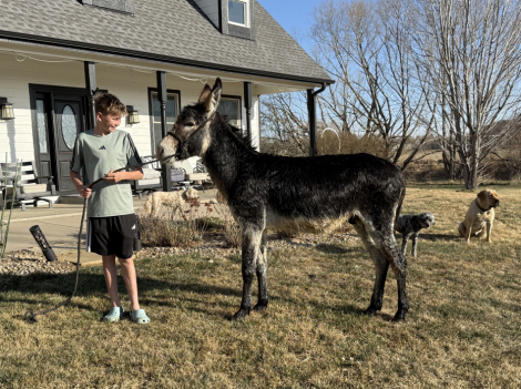 HorseID: 2311711 Jack Mule 3 Years Old - PhotoID: 1096639