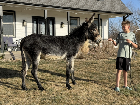 HorseID: 2311711 Jack Mule 3 Years Old - PhotoID: 1096640