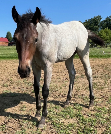 HorseID: 2311712 Shaded Mocha Tari - PhotoID: 1096877