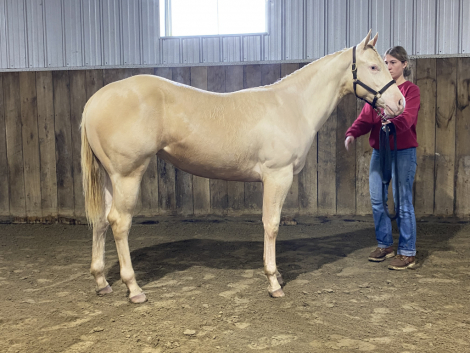 HorseID: 2311714 DW Skips Sexy Sugar - PhotoID: 1096642