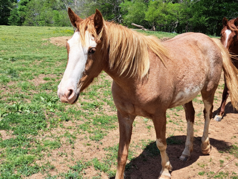 HorseID: 2311716 Sedona - PhotoID: 1096644