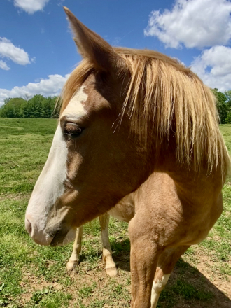 HorseID: 2311716 Sedona - PhotoID: 1096645