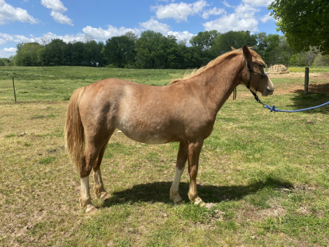 HorseID: 2311716 Sedona - PhotoID: 1096646