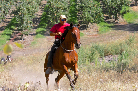 HorseID: 2311717 Easy - PhotoID: 1096647