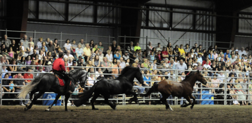 HorseID: 2311717 Easy - PhotoID: 1096650