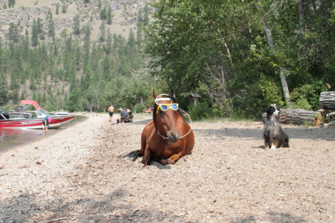 HorseID: 2311717 Easy - PhotoID: 1096652