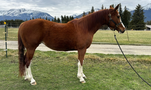 HorseID: 2311718 Reba - PhotoID: 1096653