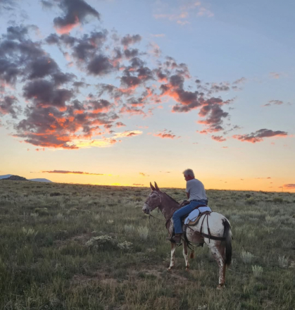 HorseID: 2311723 Patrick - PhotoID: 1096655