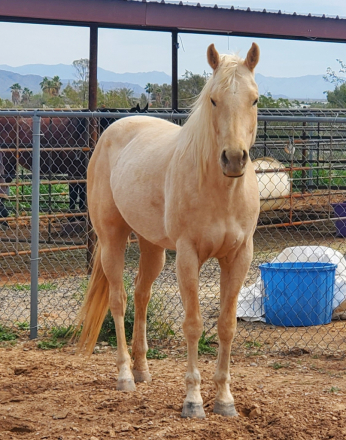 HorseID: 2311731 Mexicali Due - PhotoID: 1096657