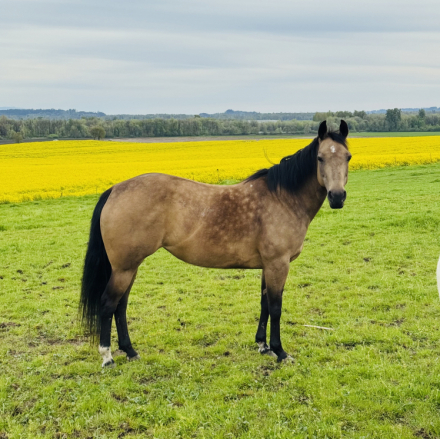 HorseID: 2311734 JJ DOC HOLLIE - PhotoID: 1096658