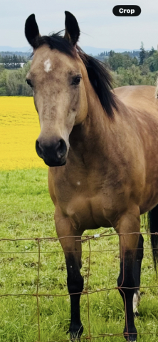 HorseID: 2311734 JJ DOC HOLLIE - PhotoID: 1096659