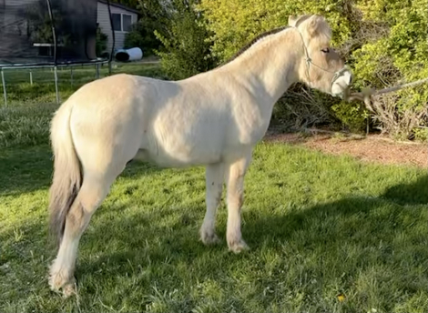 HorseID: 2311736 Littlefeet and Hoofbeats Dag - PhotoID: 1096663