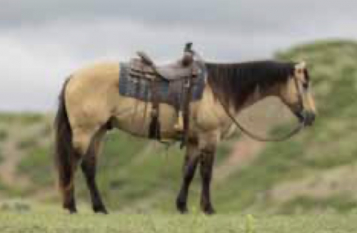 HorseID: 2311737 EG JESSE BOY - PhotoID: 1096664