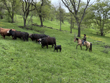 HorseID: 2311737 EG JESSE BOY - PhotoID: 1096665