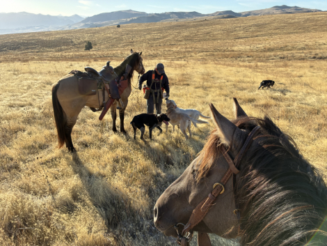 HorseID: 2311737 EG JESSE BOY - PhotoID: 1096666