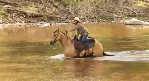 HorseID: 2311737 EG JESSE BOY - PhotoID: 1096667