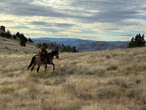 HorseID: 2311737 EG JESSE BOY - PhotoID: 1096669