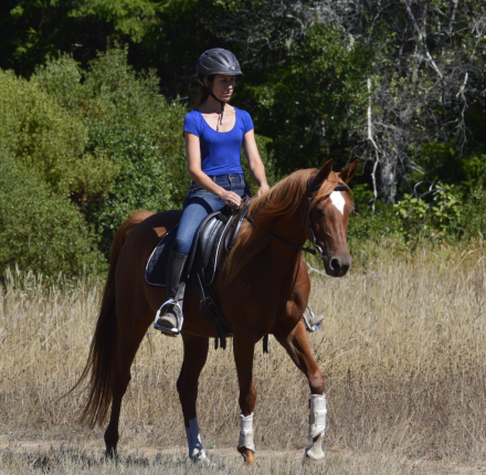 HorseID: 2311741 OF Merrionette - PhotoID: 1096670