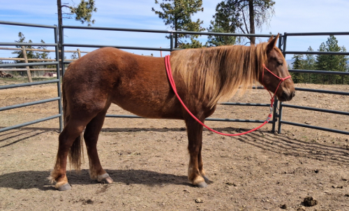 HorseID: 2311742 Celine of Stinkingwater - PhotoID: 1096672