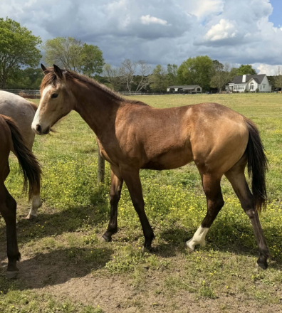 HorseID: 2311745 Jess Special Ta Fame - PhotoID: 1096674