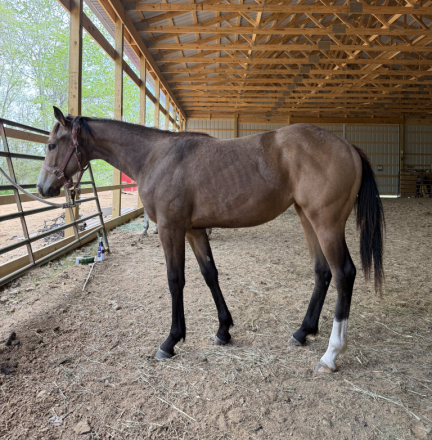 HorseID: 2311745 Jess Special Ta Fame - PhotoID: 1096675
