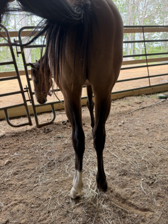 HorseID: 2311745 Jess Special Ta Fame - PhotoID: 1096676