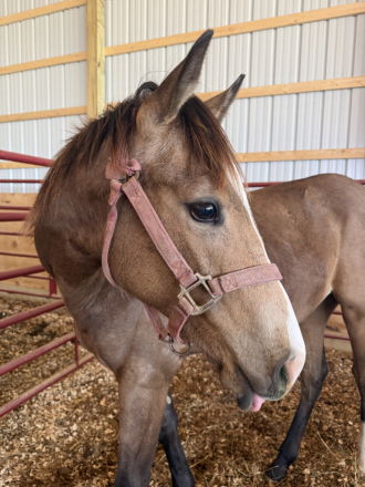HorseID: 2311745 Jess Special Ta Fame - PhotoID: 1096677